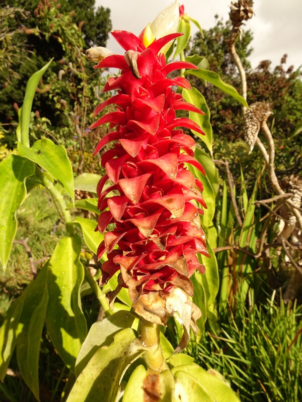en, Spiral ginger, ru. Костус прекрасный, lat. Costus barbatus