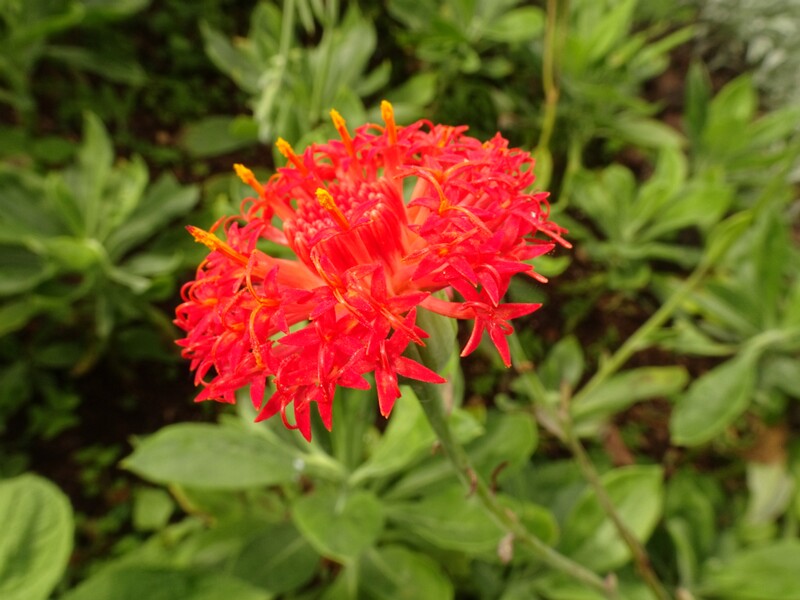 en. Abyssinian Kleinia, ru. Клейния абиссинская, lat. Kleinia abyssinica