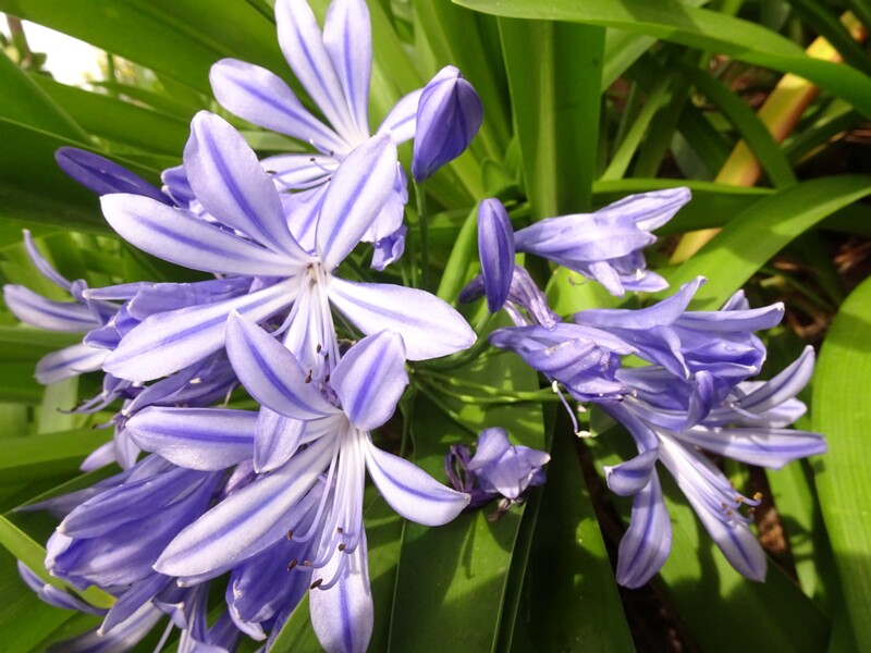 en. African lily, ru. Агапантус ранний, lat. Agapanthus praecox
