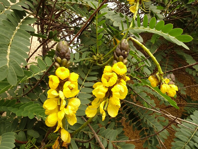 en. African senna, ru. Сенна парнокистевая, lat. Senna didymobotrya