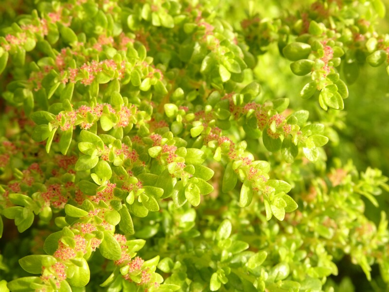 en. Artillery plant, ru. Пилея мелколистная, lat. Pilea microphylla