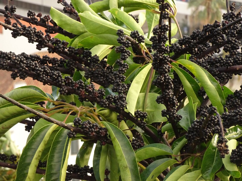 en. Australia umbrella tree, ru. Гептаплеурум лучелистный, lat. Heptapleurum actinophyllum