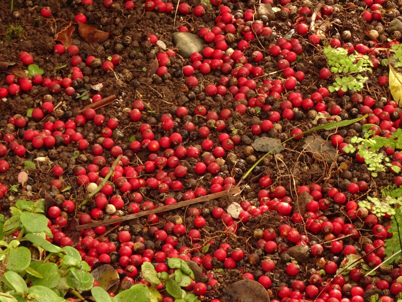 en. Australian palm, ru. Архонтофеникс Каннингема, lat. Archontophoenix cunninghamiana