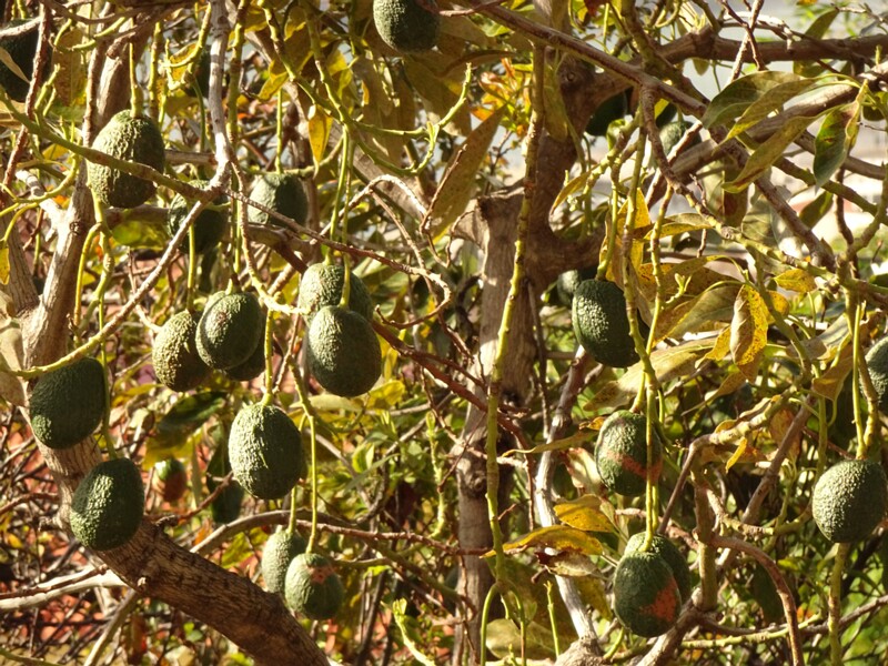 en. Avocado, ru. Персея американская, lat. Persea americana