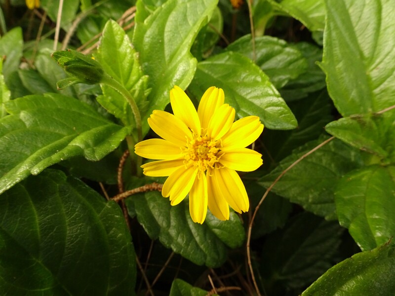 en. Bay Biscayne creeping-oxeye, ru. Сфагнетикола трехлопастная, lat. Sphagneticola trilobata