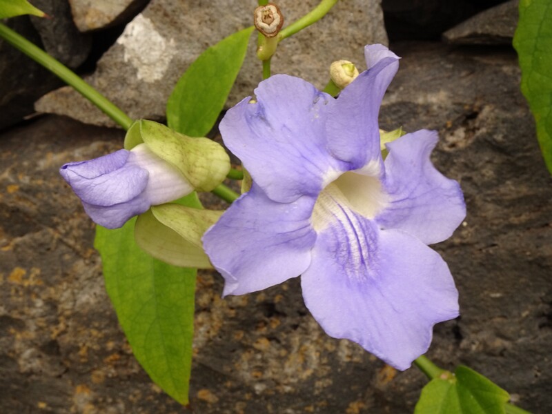 en. Bengal clockvine, ru. Тунбергия крупноцветковая, lat. Thunbergia grandiflora