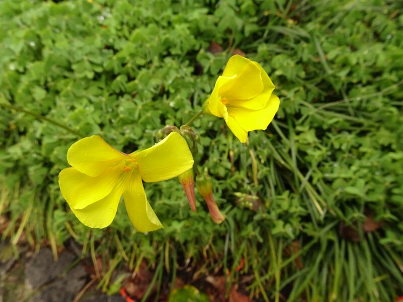 en. Bermuda buttercup, ru. Кислица козья, lat. Oxalis pes-caprae