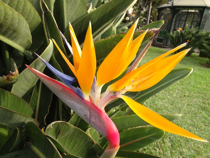 en. Bird of paradise flower, ru. Стрелиция королевская, lat. Strelitzia reginae