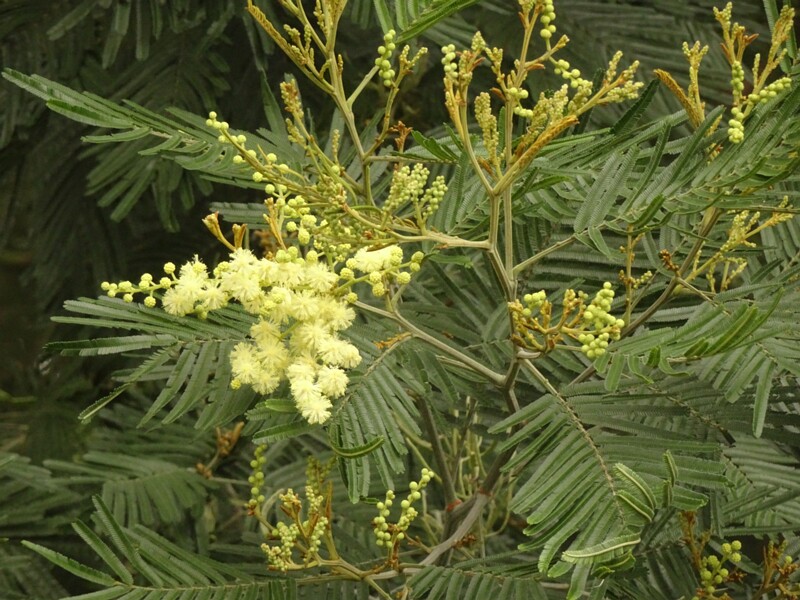 en. Black wattle, ru. Акация черноствольная, lat. Acacia mearnsii