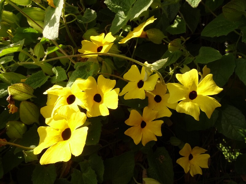 en. Black-eyed Susan vine yellow form, ru. Тунбергия крылатая желтая форма, lat. Thunbergia alata f. lutea