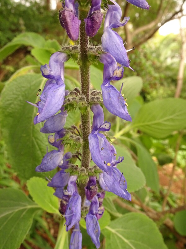en. Blue Spur Flower, ru. Шпороцветник бородатый, lat. Plectranthus barbatus