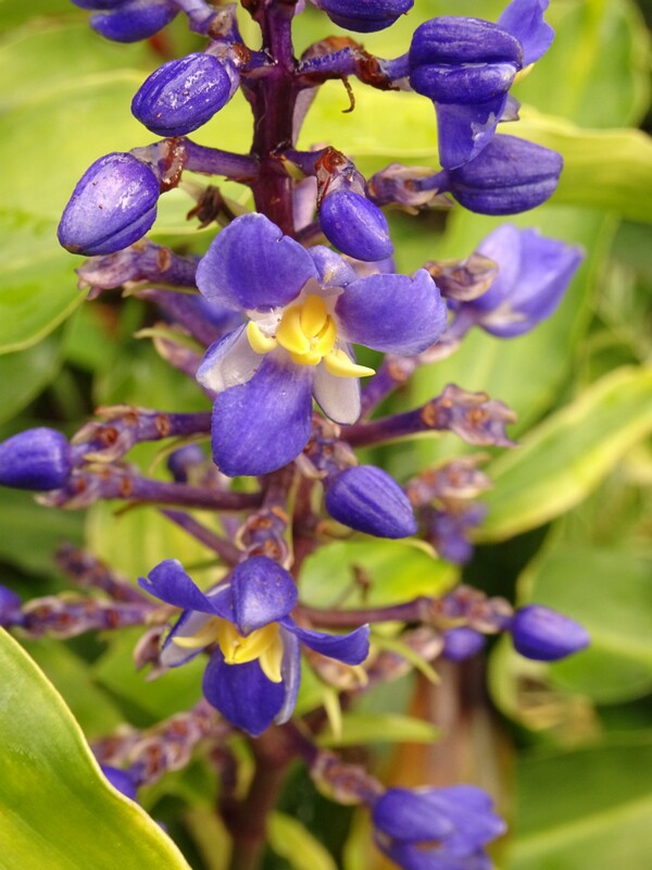 en. Blue ginger, ru. Дихоризандра пирамидально-метельчатая, lat. Dichorisandra thyrsiflora