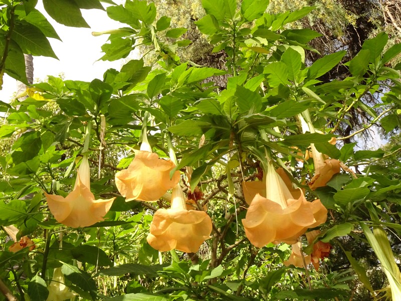 en. Brazil's white angel trumpet, ru. Бругмансия ароматная, lat. Brugmansia suaveolens