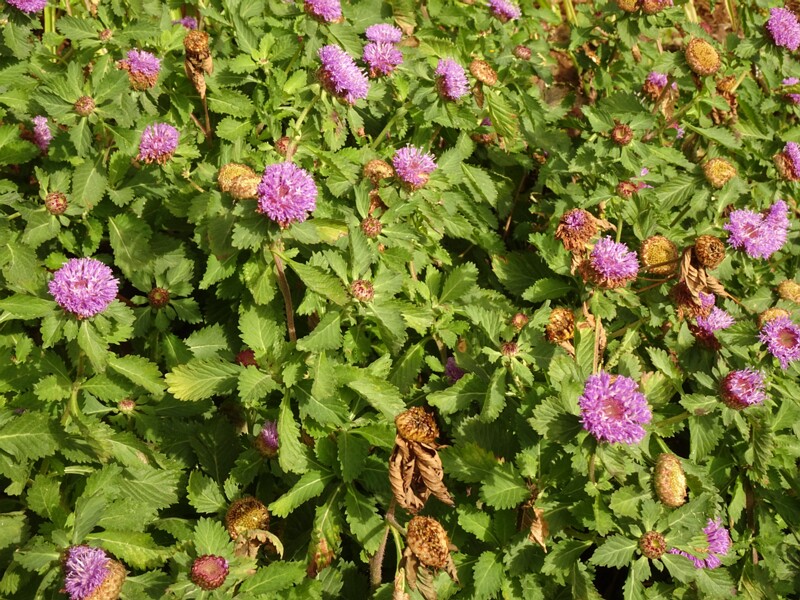 en. Brazilian bachelor's button, ru. Центрантерум точечный, lat. Centratherum punctatum