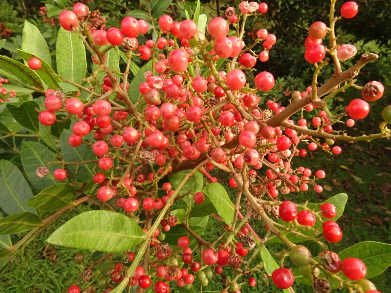 en. Brazilian peppertree, ru. Шинус фисташколистный, lat. Schinus terebinthifolius