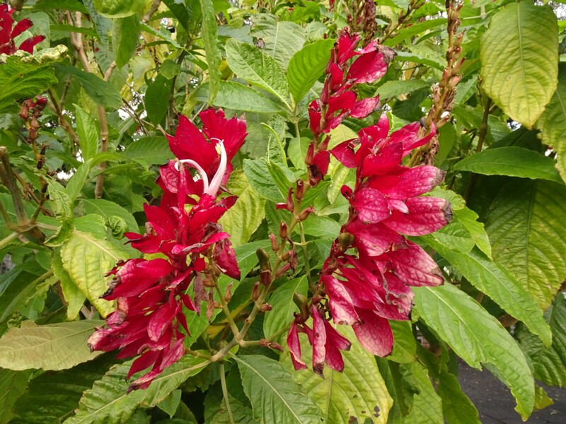 en. Brazilian red-cloaks, ru. Мегаскепасма красномантиевая, lat. Megaskepasma erythrochlamys