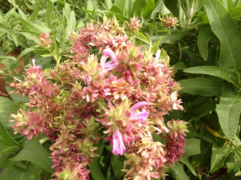 en. Canary Island sage, ru. Шалфей канарский, lat. Salvia canariensis