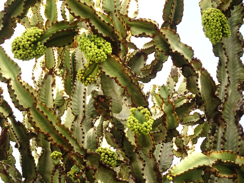 en. Candelabra spurge, ru. Молочай абиссинский, lat. Euphorbia abyssinica