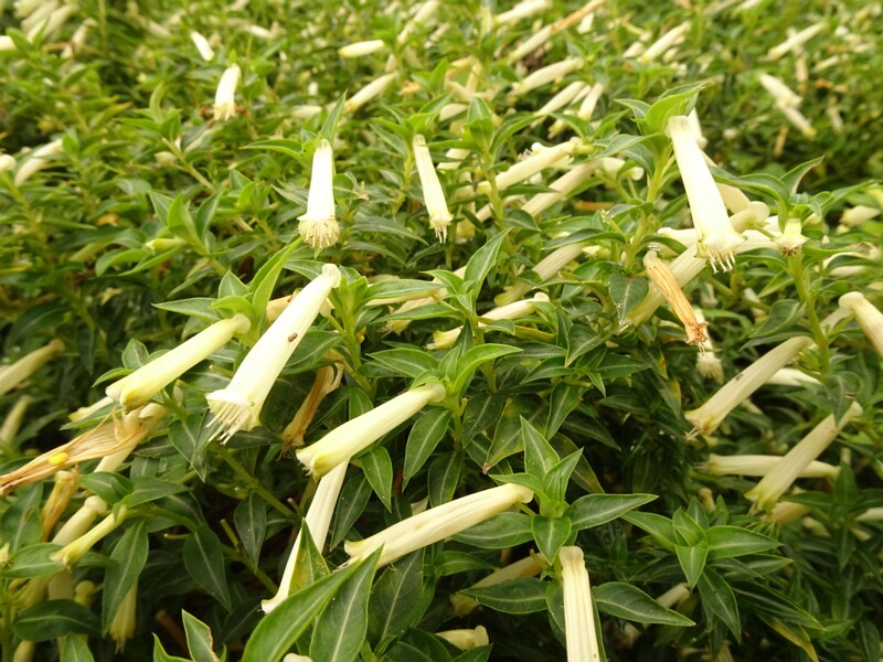 en. Cigar plant white form, ru. Куфея огненно-красная белая форма, lat. Cuphea ignea f. alba