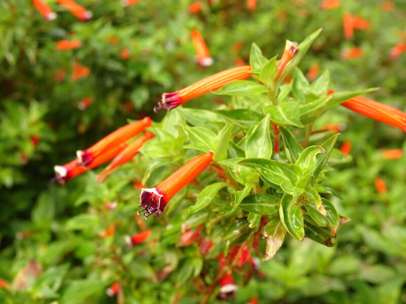 en. Cigar plant, ru. Куфея огненно-красная, lat. Cuphea ignea