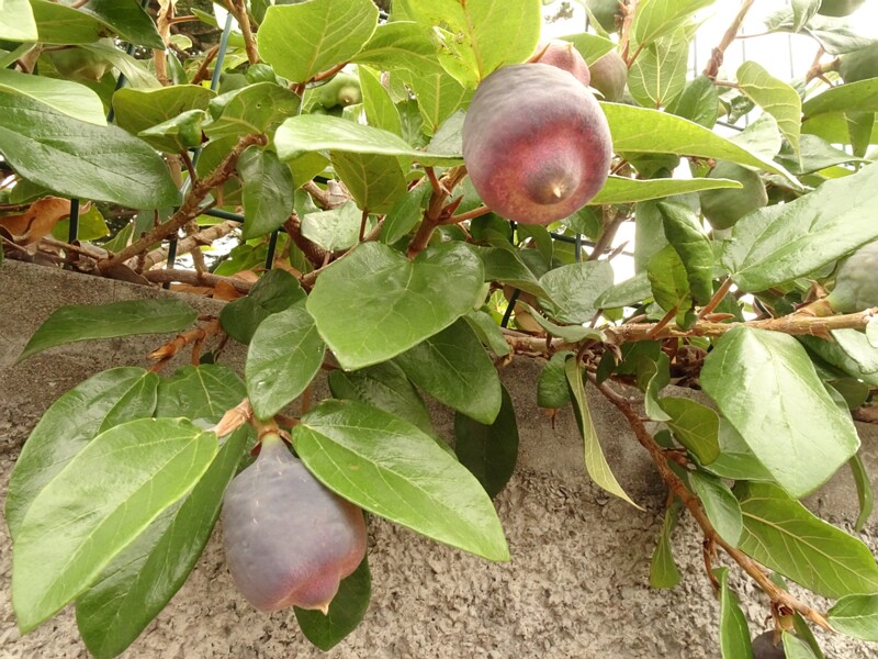 en. Climbing fig, ru. Фикус карликовый, lat. Ficus pumila