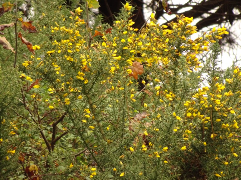 en. Common gorse, ru. Утёсник европейский, lat. Ulex europaeus