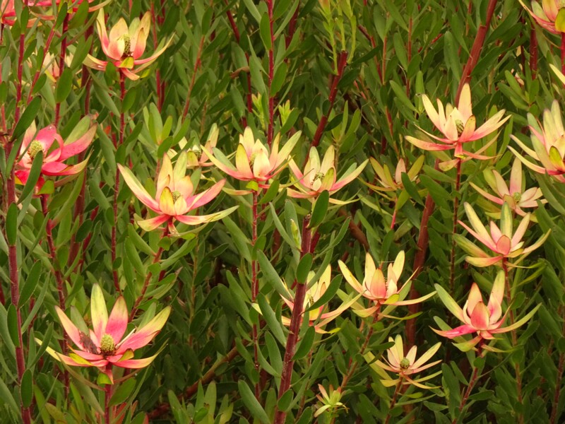 en. Common sunshine conebush, ru. Левкадендрон ивовый, lat. Leucadendron salignum