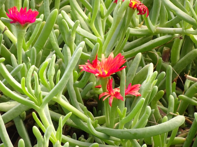 en. Coppery mesemb, ru. Малефора шафрановая, lat. Malephora crocea