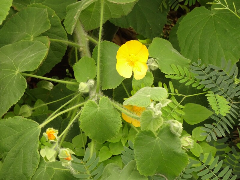 en. Country Mallow, ru. Канатник мавританский, lat. Abutilon mauritianum