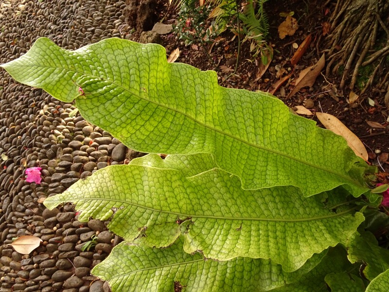 en. Crocodile Fern, ru. Микросорум бананолистный, lat. Microsorum musifolium