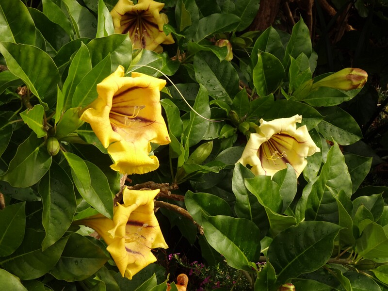 en. Cup of gold vine, ru. Соландра крупнейшая, lat. Solandra maxima