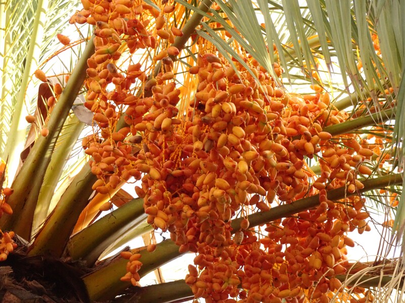 en. Date palm, ru. Финик пальчатый, lat. Phoenix dactylifera