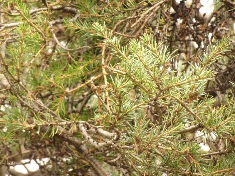 en. Deodar cedar, ru. Кедр гималайский, lat. Cedrus deodara