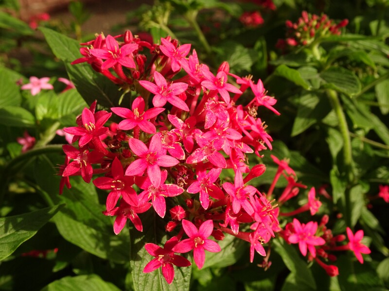 en. Egyptian starcluster, ru. Пентас ланцетный, lat. Pentas lanceolata