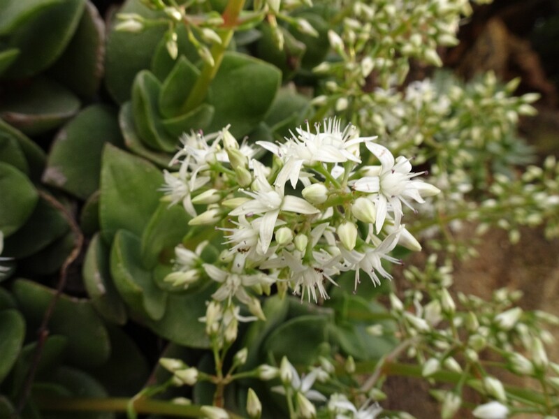 en. Fairy crassula, ru. Толстянка многожилковая, lat. Crassula multicava