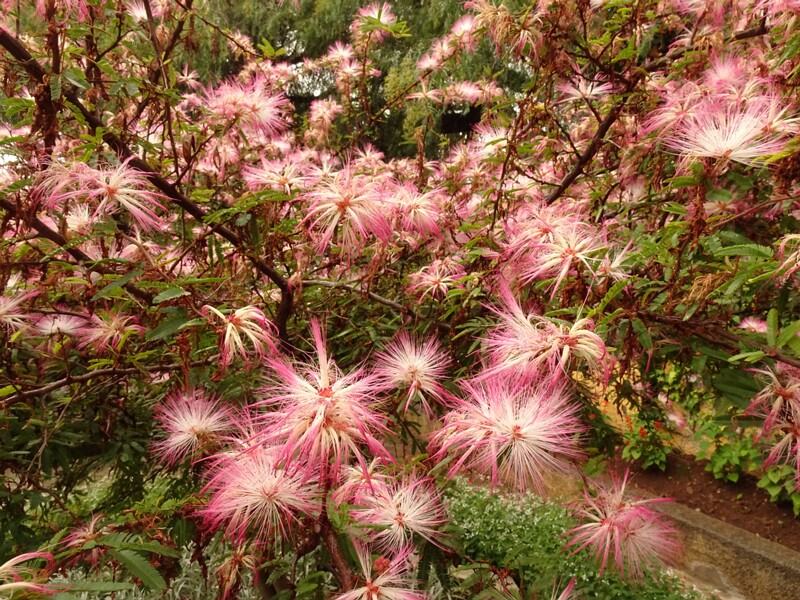 en. Fairy duster, ru. Каллиандра опушеннолистная, lat. Calliandra eriophylla