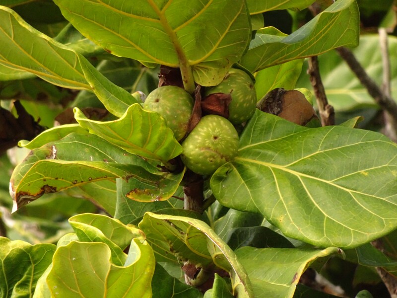 en. Fiddle-leaf fig, ru. Фикус лировидный, lat. Ficus lyrata