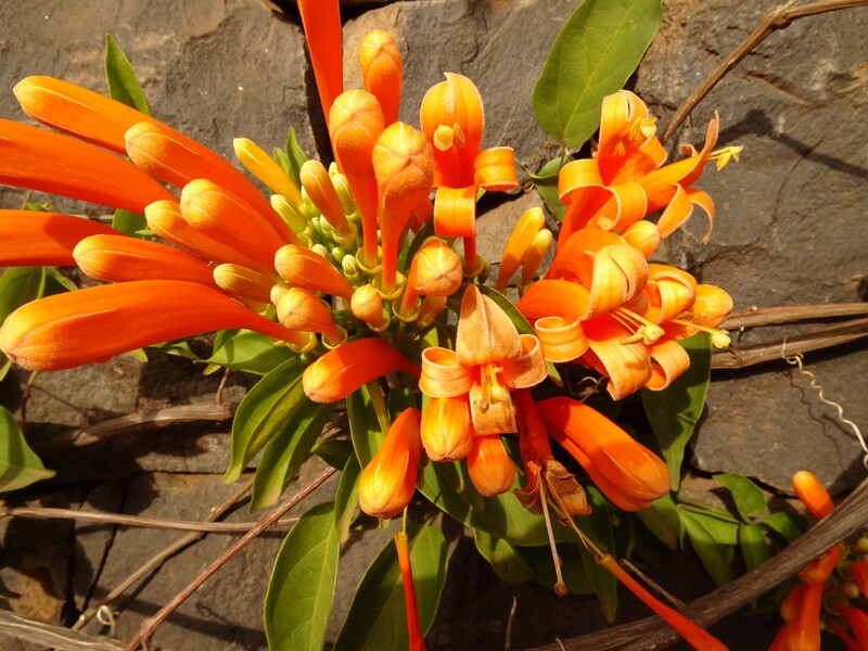 en. Flamevine, ru. Пиростегия прекрасная, lat. Pyrostegia venusta