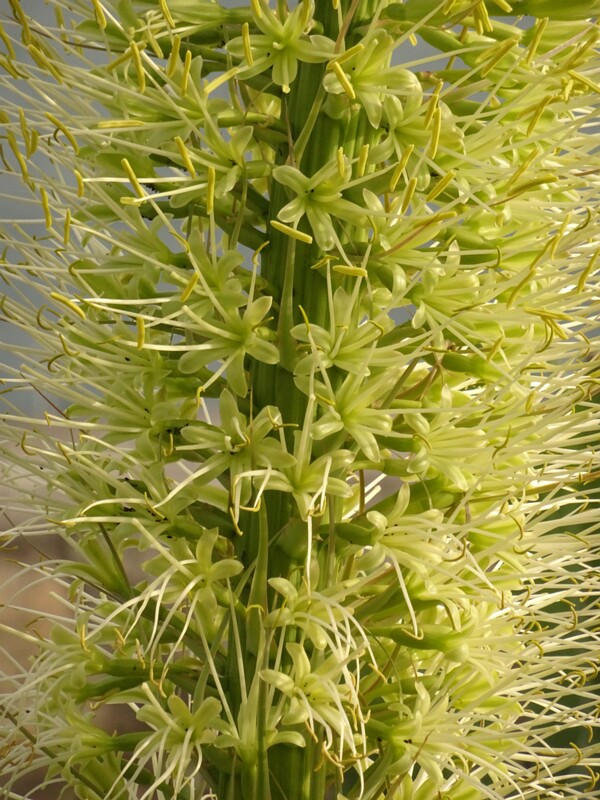 en. Foxtail agave, ru. Агава оттянутая, lat. Agave attenuata