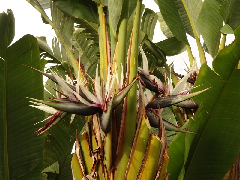 en. Giant white bird of paradise, ru. Стрелиция Николая, lat. Strelitzia nicolai