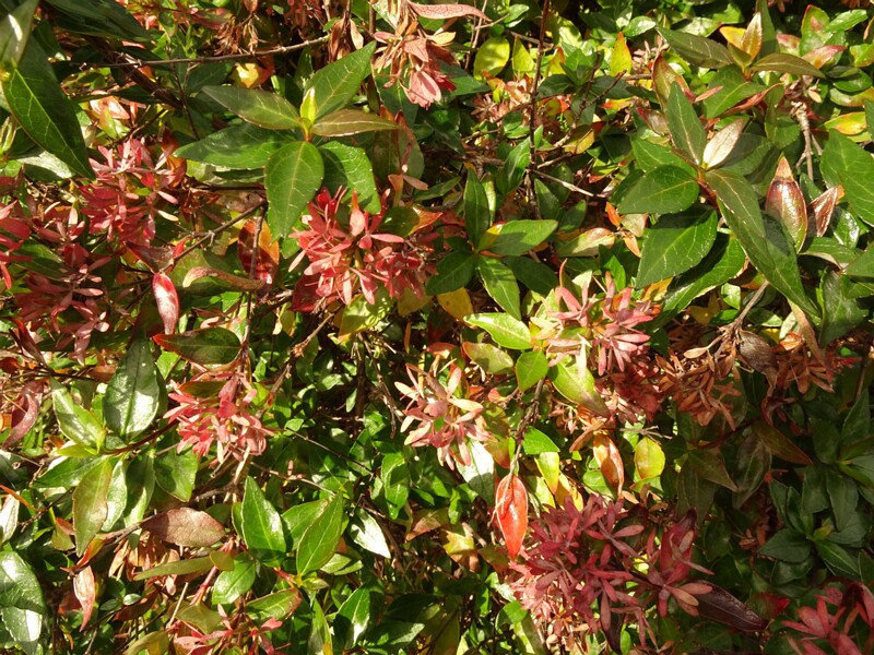 en. Glossy Abelia, ru. Абелия x великоцветная, lat. Abelia x grandiflora