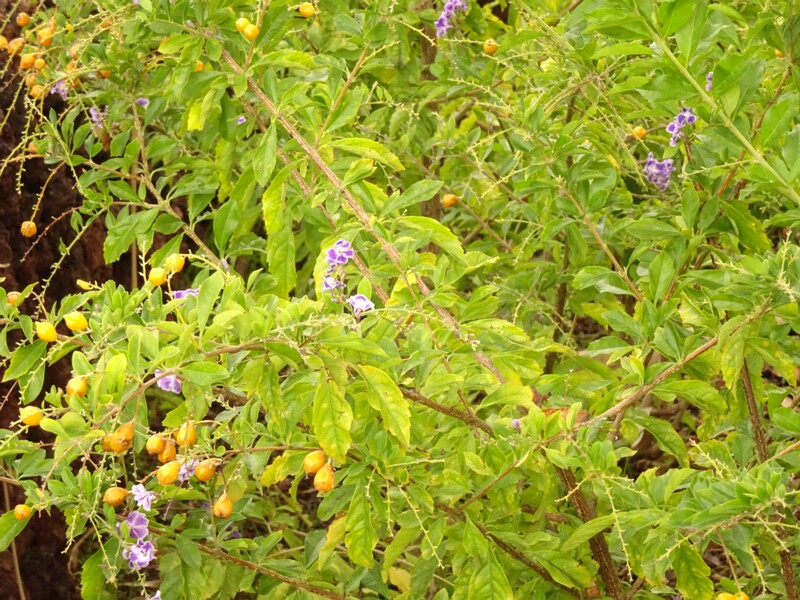 en. Golden dewdrop, ru. Дуранта прямостоячая, lat. Duranta erecta