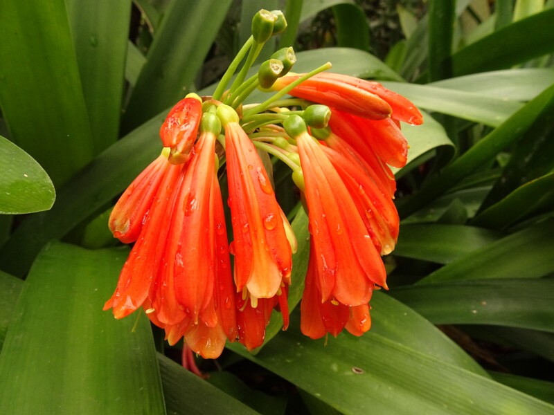 en. Green-tip forest lily, ru. Кливия благородная, lat. Clivia nobilis
