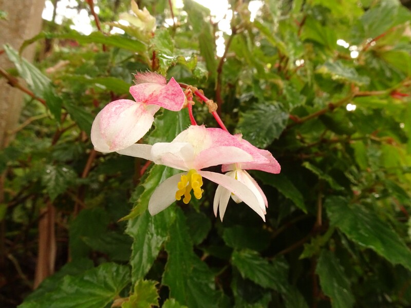 en. Holly-leaf begonia, ru. Бегония остолистная, lat. Begonia acutifolia