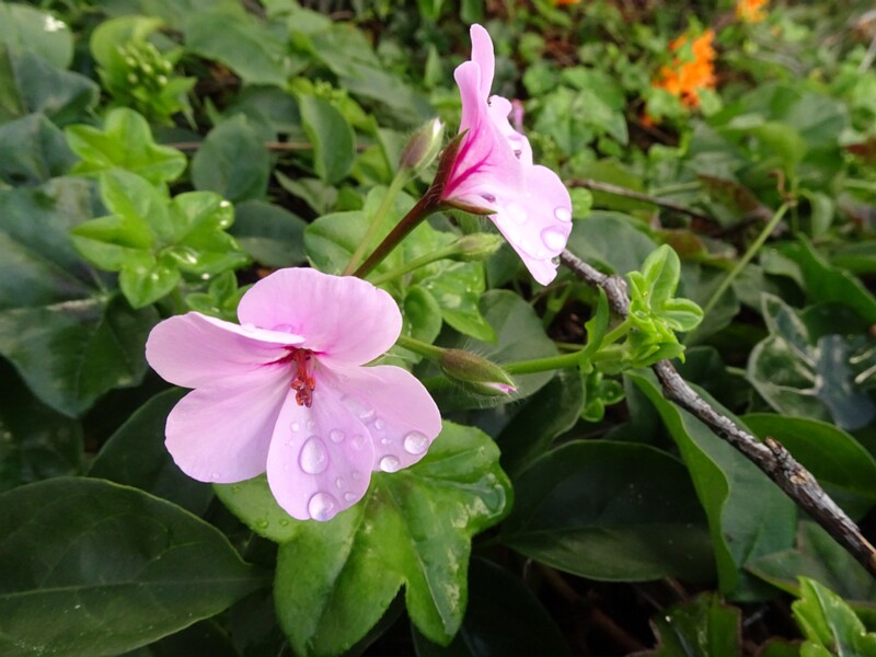 en. Ivy-leaf geranium, ru. Пеларгония плющелистная, lat. Рelargonium peltatum