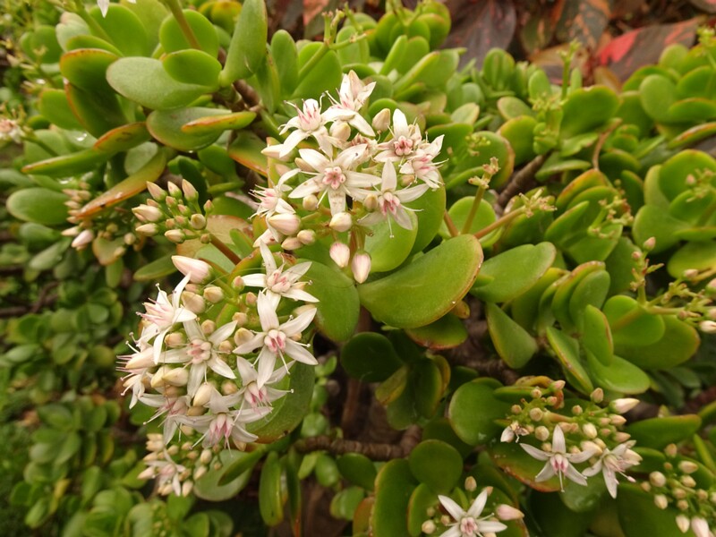 en. Jade plant, ru. Толстянка яйцевидная, lat. Crassula ovata