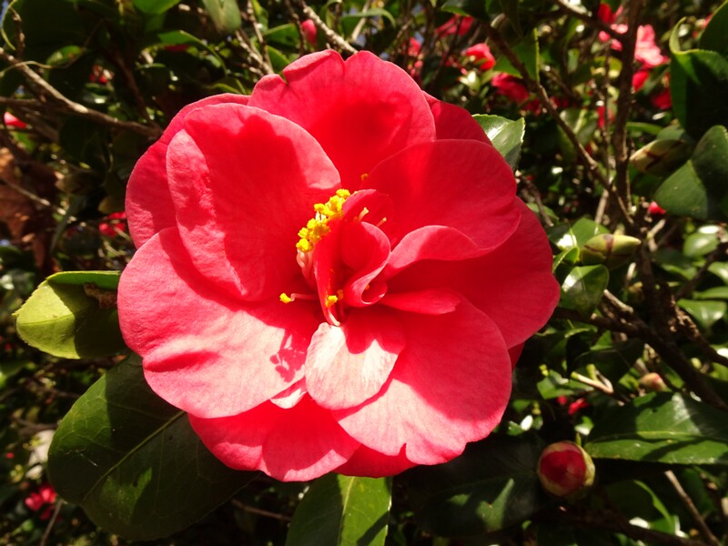 en. Japanese camellia, ru. Камелия японская, lat. Camellia japonica