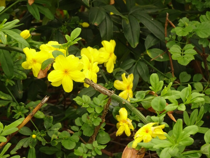 en. Japanese jasmine, ru. Жасмин Месни, lat. Jasminum mesnyi