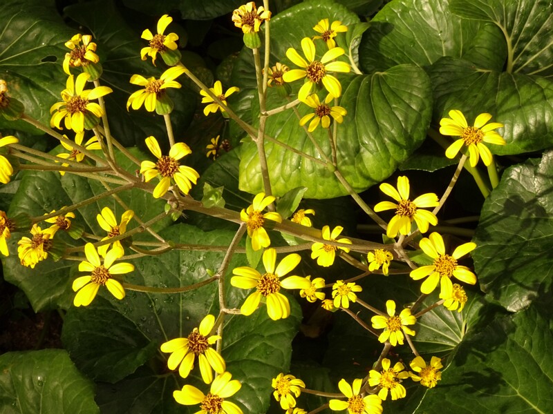 en. Leopard plant, ru. Фарфугиум японский, lat. Farfugium japonicum