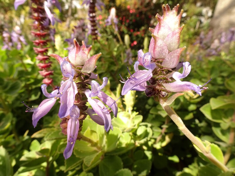 en. Lobster bush, ru. Шпороцветник новогубый, lat. Plectranthus neochilus